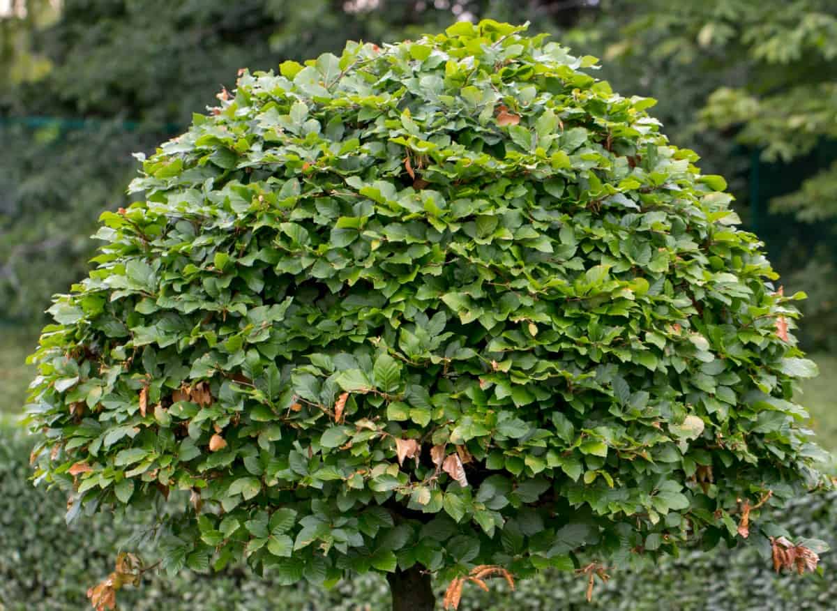 Hornbeams are small-sized deciduous trees.