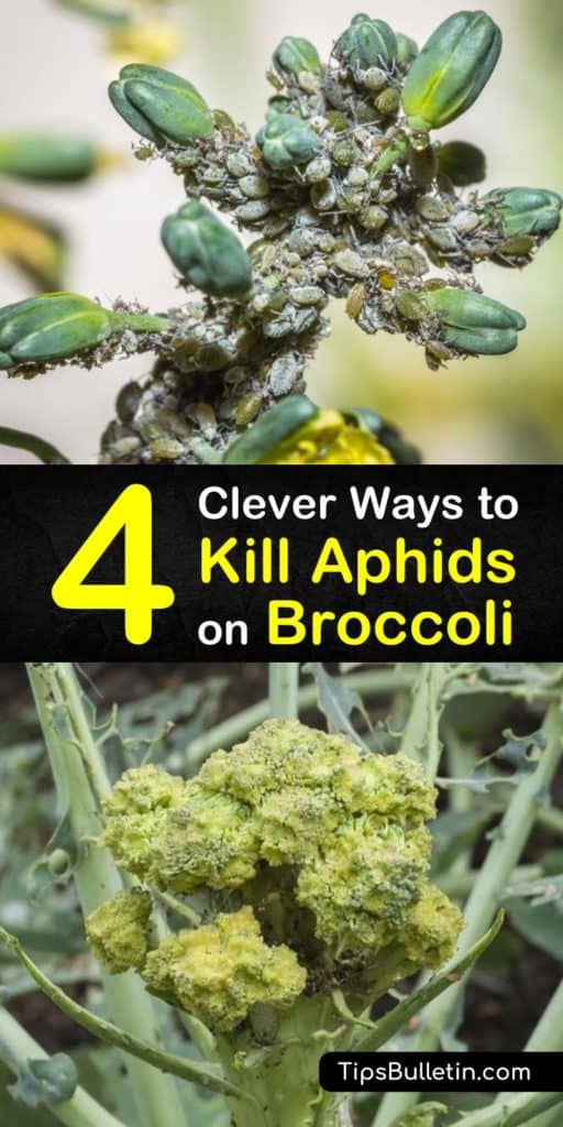 Get rid of garden pests for good with these natural ways to kill aphids. This list of infestation remedies includes introducing beneficial insects like ladybugs and lacewings, the use of neem oil, and how to use a spray bottle and soap to protect your kale and cauliflower. #aphids #broccoli