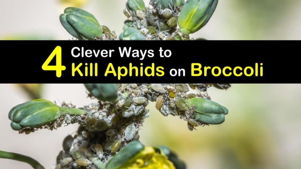 How to Get Rid of Aphids on Broccoli titleimg1