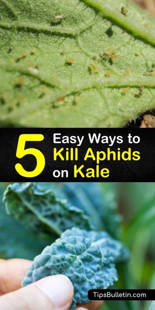 Learn how to control aphid populations and prevent an infestation in your vegetable garden with natural predators and beneficial insects such as lacewings and ladybugs. Kill these garden pests with dish soap, water, and a spray bottle. #killaphids #howto #aphids #getridof #kale