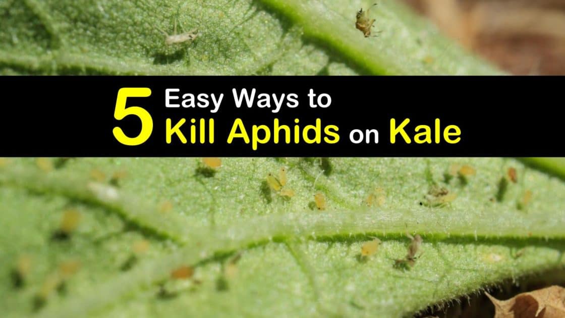 5 Easy Ways to Kill Aphids on Kale
