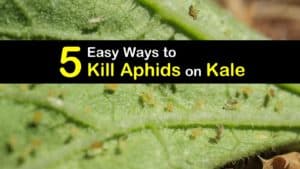 How to Get Rid of Aphids on Kale titleimg1