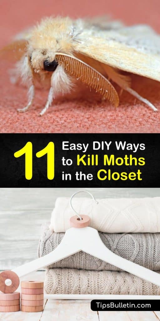 How to get rid of clothes moths naturally ⋆ Indoor Mood