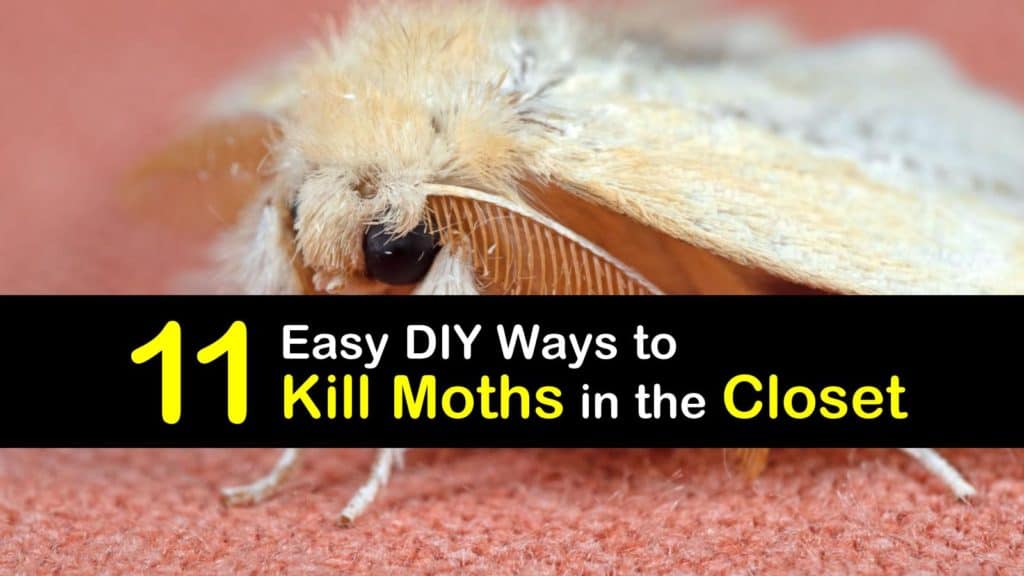 11 Easy DIY Ways to Kill Moths in the Closet (2023)