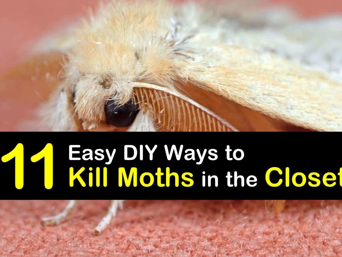 How to prevent moths in the closet: 4 easy ways I have tried