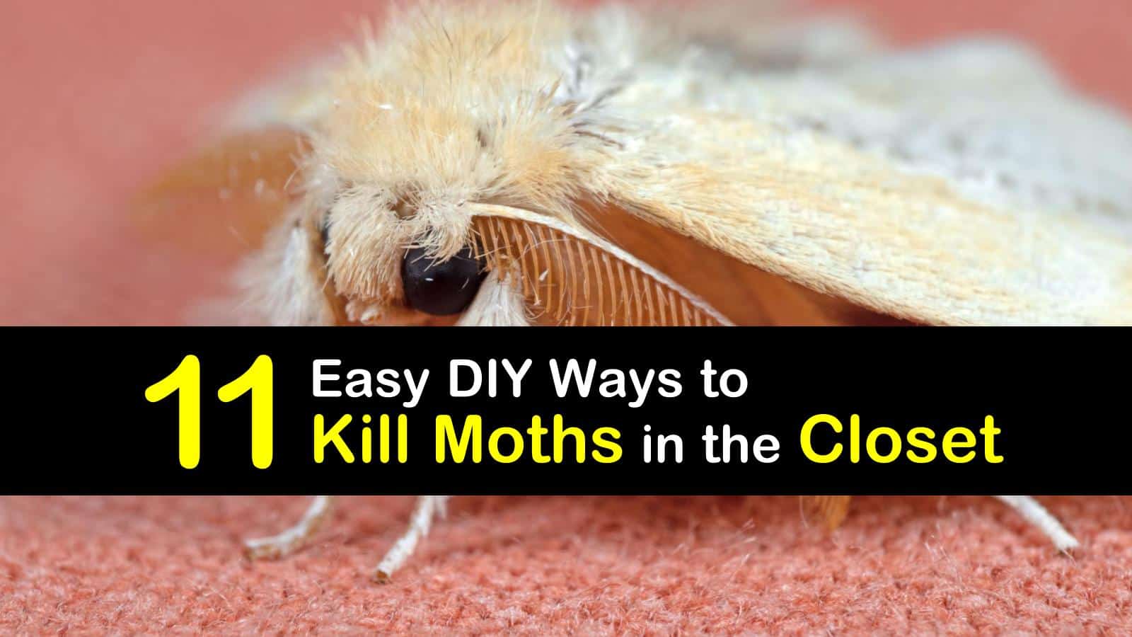 11 Easy DIY Ways to Kill Moths in the Closet