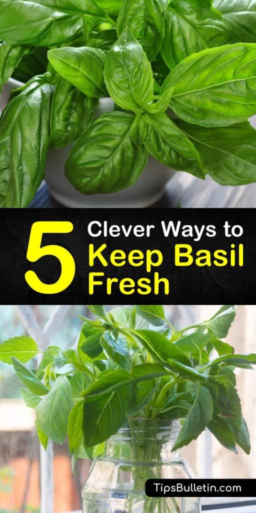 Get creative with your fresh herbs using this guide to keeping basil fresh. All you need is a paper towel, ice cube trays, and fresh basil leaves to learn how to make pesto, find the freshest plants at the grocery store, and store basil at room temperature. #howto #basil #fresh