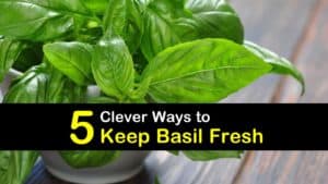 How to Keep Basil Fresh titleimg1