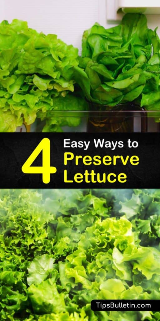 Keep your iceberg lettuce and romaine lettuce fresh with these simple ways to store lettuce. Discover how the crisper drawer and a plastic bag become essential for the health and crunchiness of your fresh lettuce and veggies. #howto #preserve #lettuce