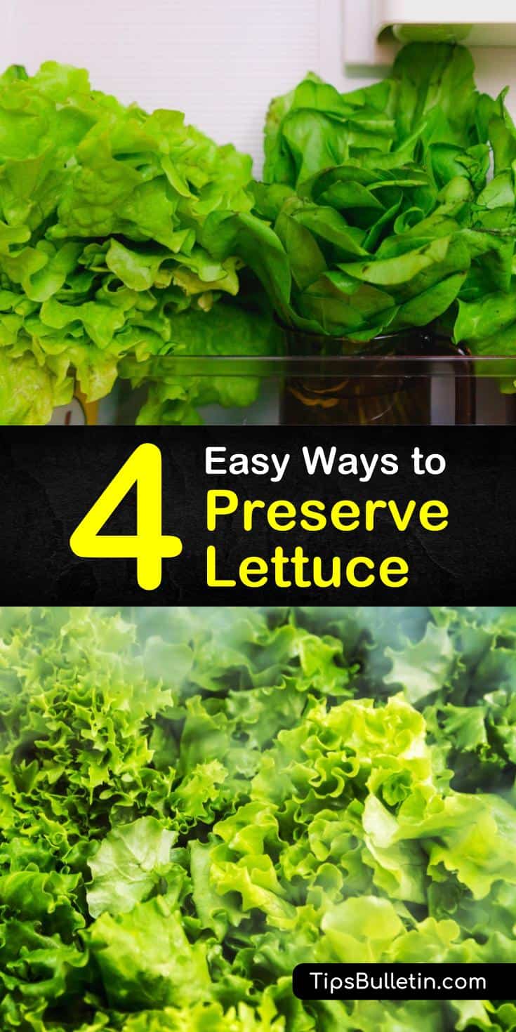 4 Easy Ways to Preserve Lettuce