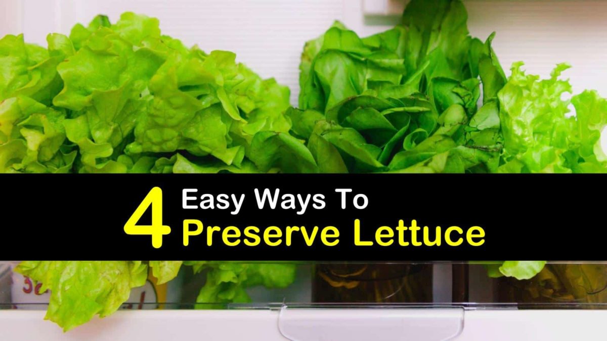 How to preserve lettuce deals