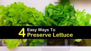 How to Preserve Lettuce
