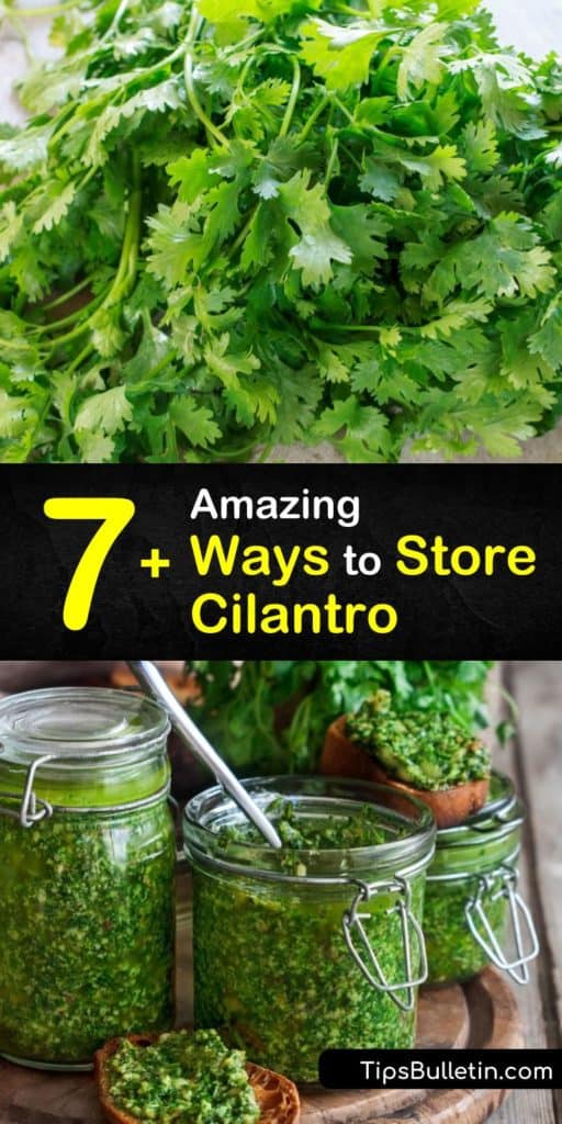 Learn how to store fresh herbs by keeping cilantro fresh in the fridge with a rubber band and a jar. Freeze a bunch of cilantro in freezer bags and ice cube trays or dry herbs for the spice cabinet. #store #cilantro #storingcilantro #freshcilantro