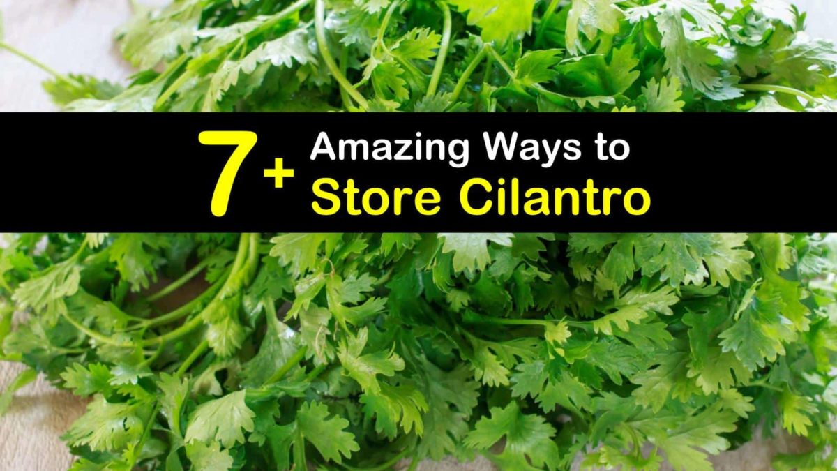 7+ Amazing Ways to Store Cilantro