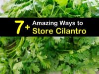 How to Store Cilantro titleimg1