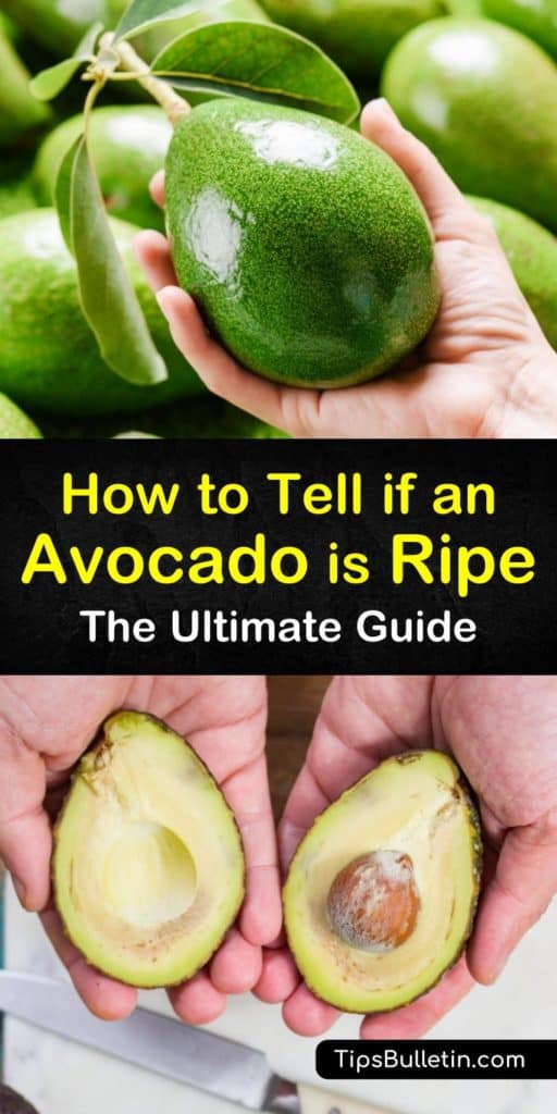 Learn how to choose a ripe avocado by placing it in the palm of your hand and applying gentle pressure. Speed up the ripening process by storing an unripe avocado in a paper bag with a banana or apple. #avocado #ripe #ripeavocado