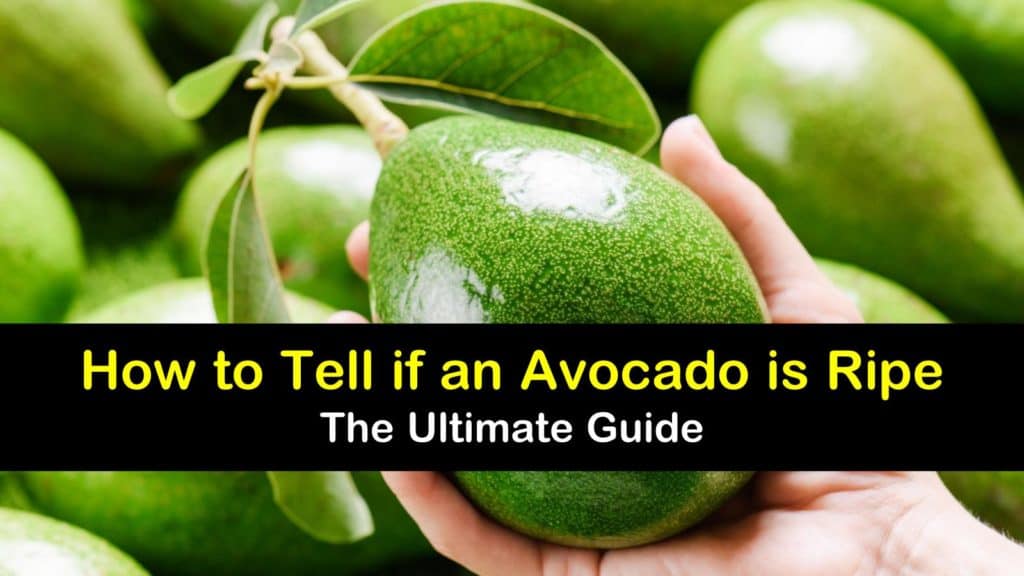 How to Tell if an Avocado is Ripe