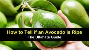 How to Tell if an Avocado is Ripe titleimg1