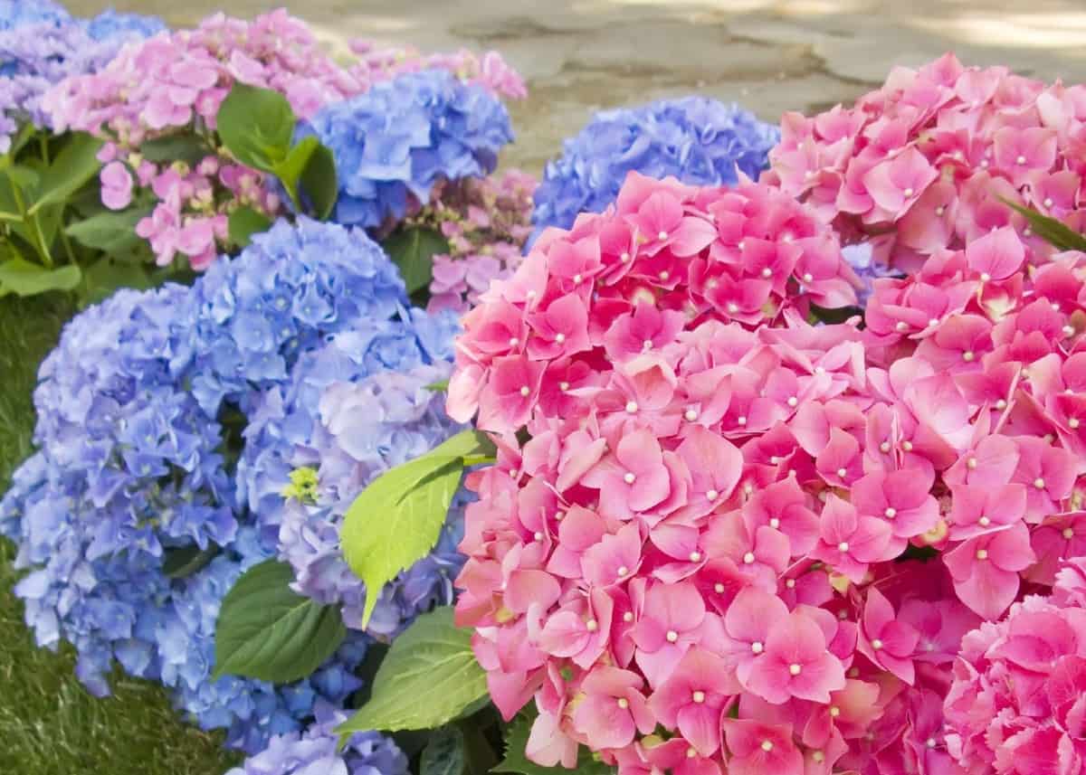 Hydrangeas are known for their large flower blooms.