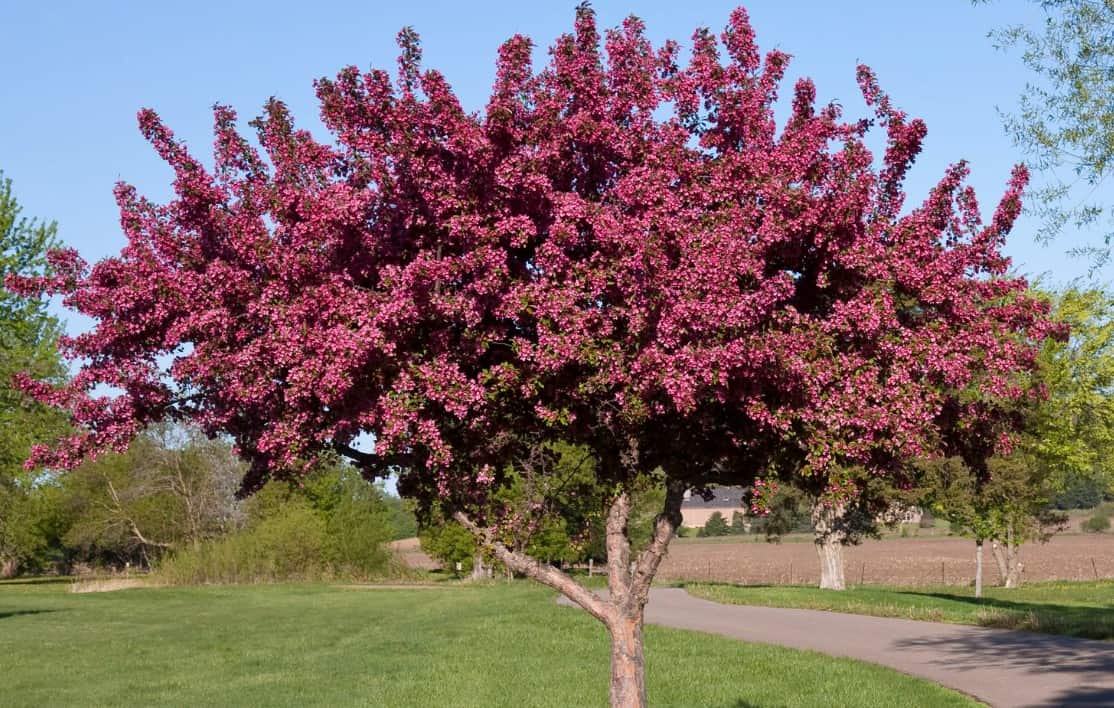 For a small but attractive tree, plant an Indian Magic crab apple.