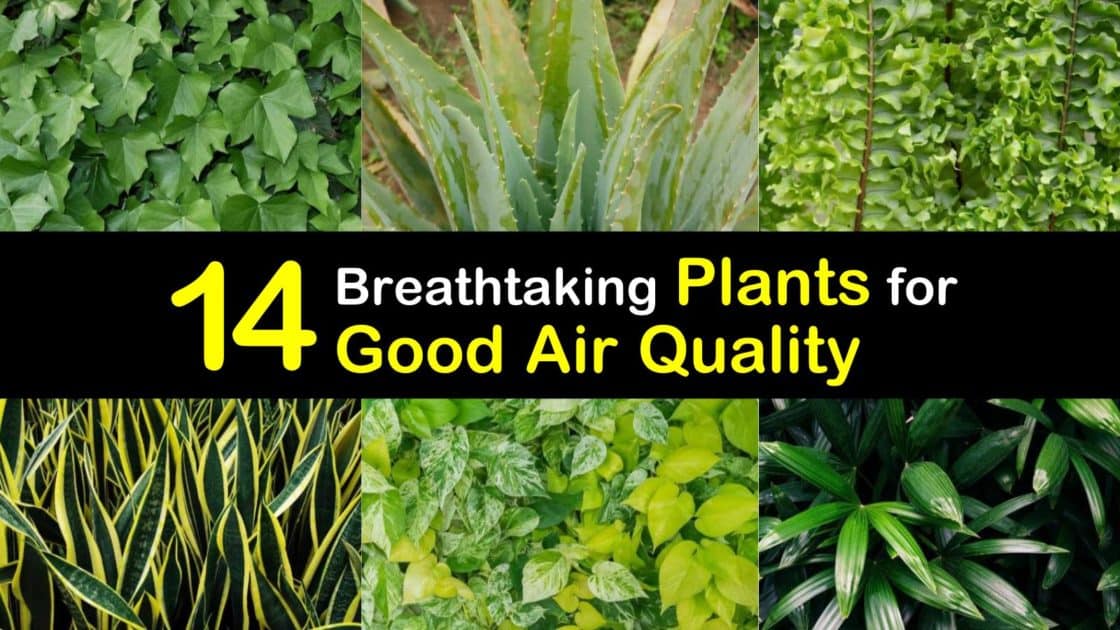 14 Breathtaking Plants for Good Air Quality