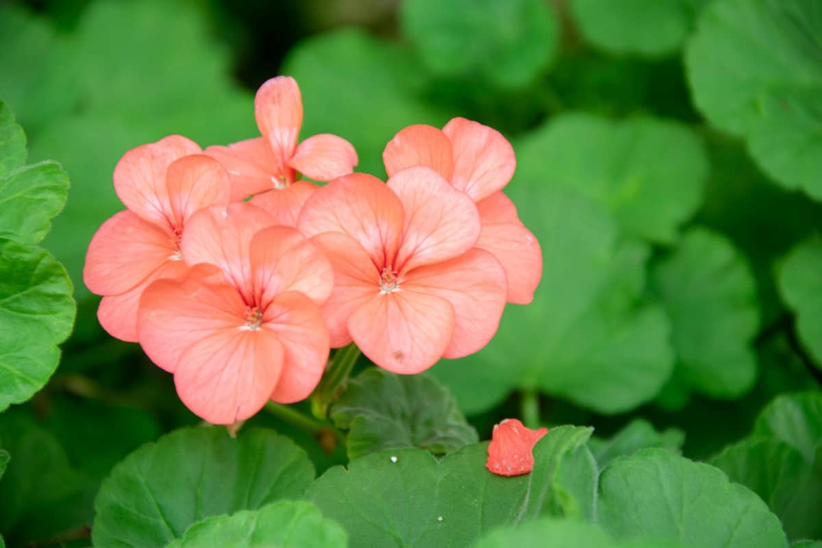 The ivy geranium is a perennial that requires damp soil.