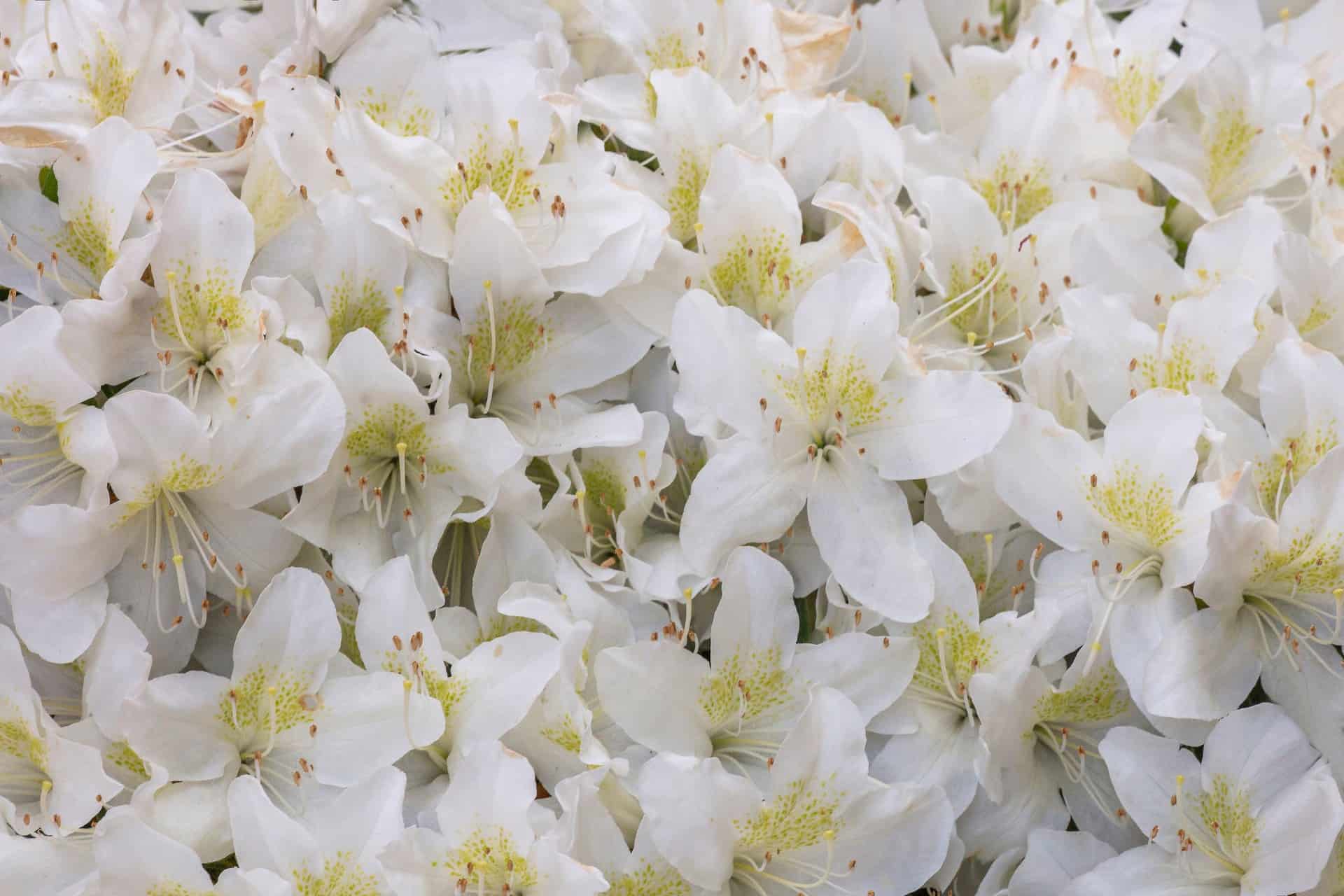 Japanese azaleas thrive in sun or shade.