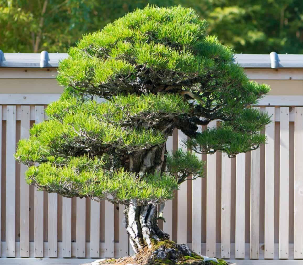 The Japanese black pine bonsai is an evergreen.