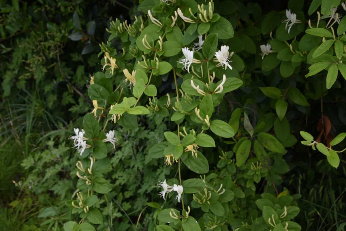 Japanese honeysuckle is beautiful but invasive.