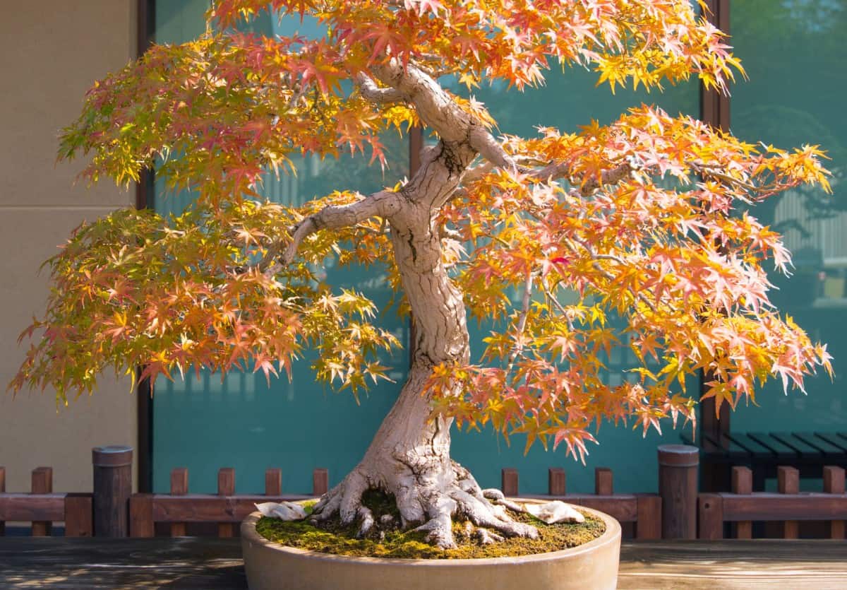 Japanese maple bonsai trees have brilliant fall color.