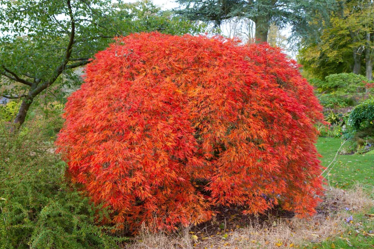 Japanese maple trees have unusual beauty year-round.