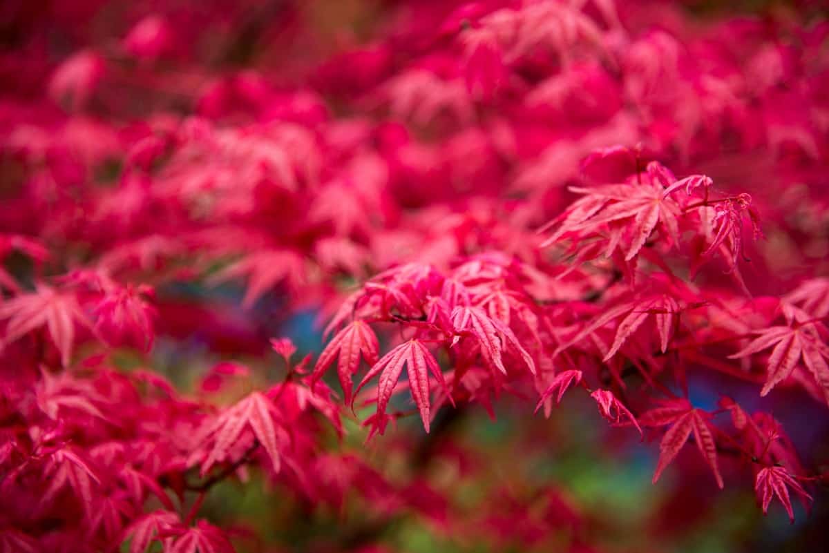 Japanese maple trees come in a variety of sizes.