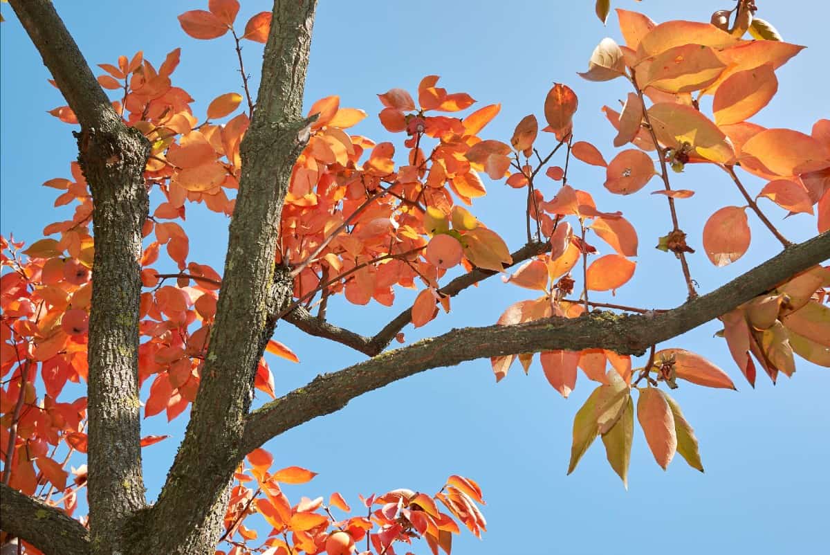 Japanese persimmon trees have edible fruit.