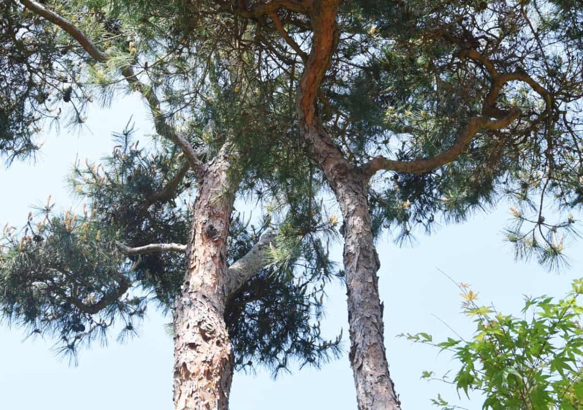 The Japanese red pine showcases red wood beneath scaly bark.