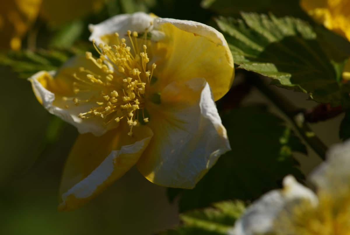 Japanese roses are deer resistant.