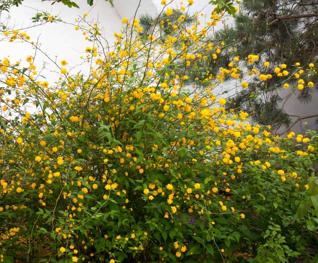 Japanese roses have pretty yellow blooms.