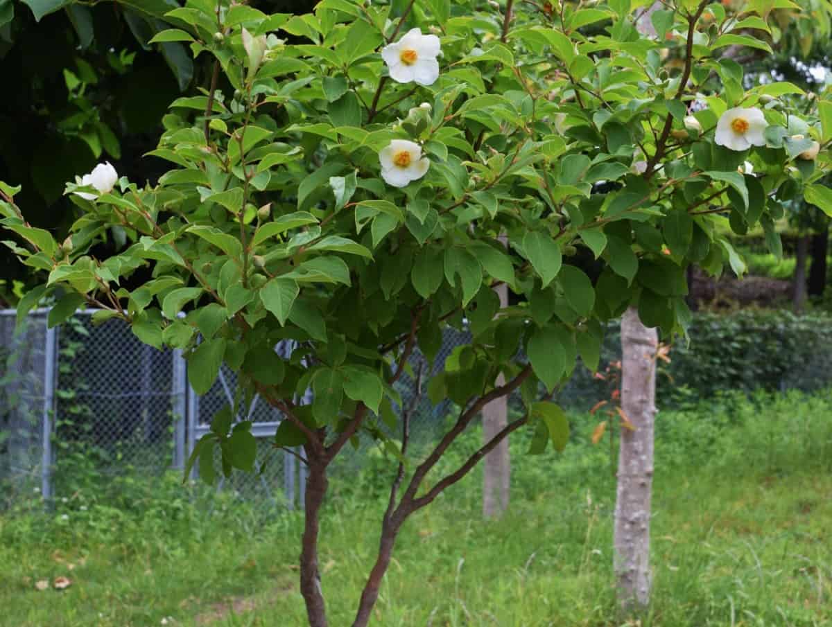 The Japanese Stewartia is a fast-growing tree with interesting bark.