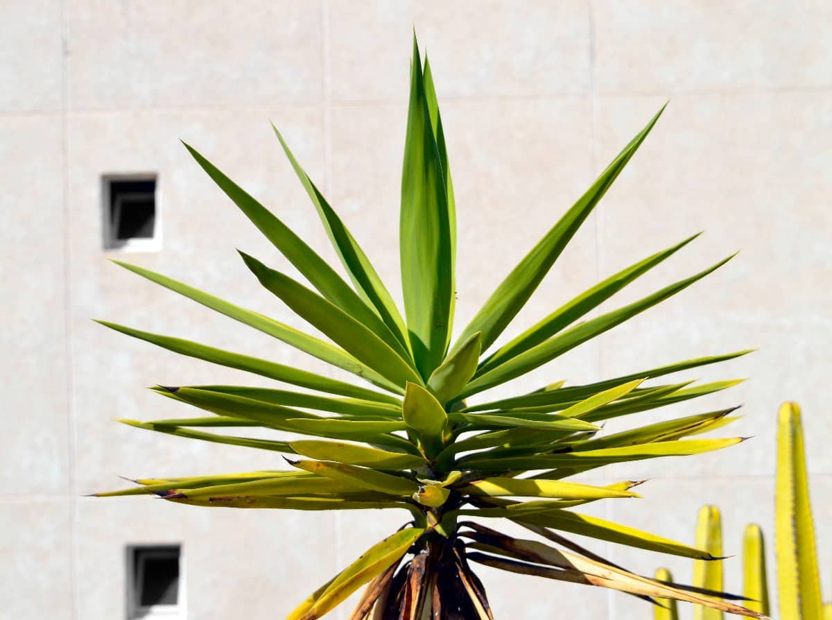 Joshua trees are easy to grow indoors and out.