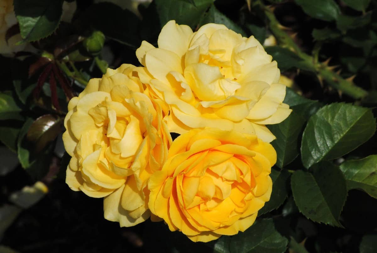 The Julia Child rose tree is a floribunda shrub rose.