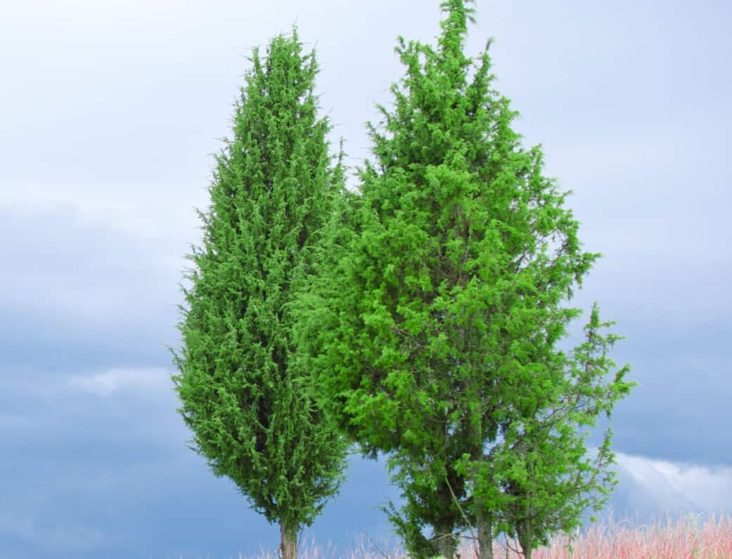 Juniper trees are drought and cold-tolerant.