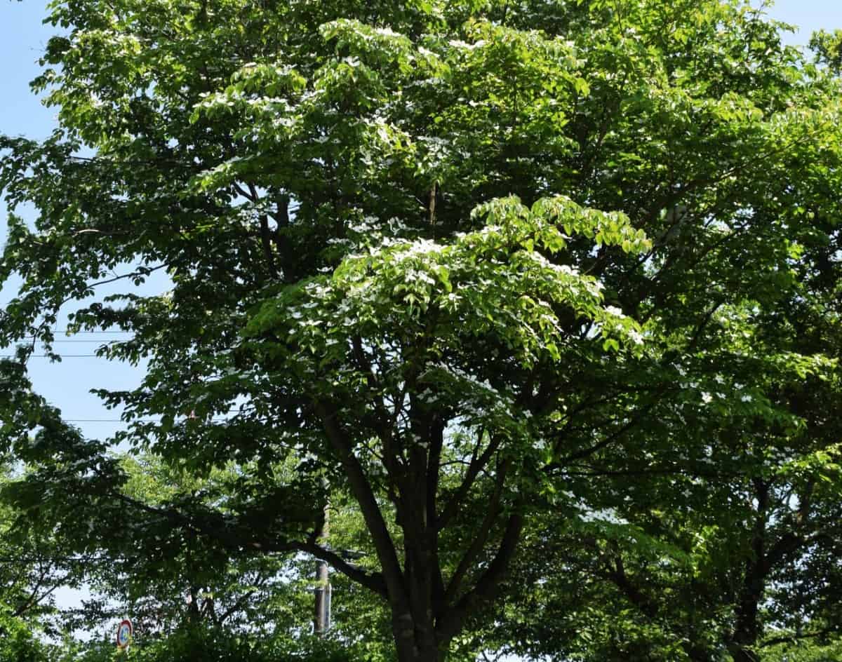 The Kousa dogwood has pretty white flowers in spring.