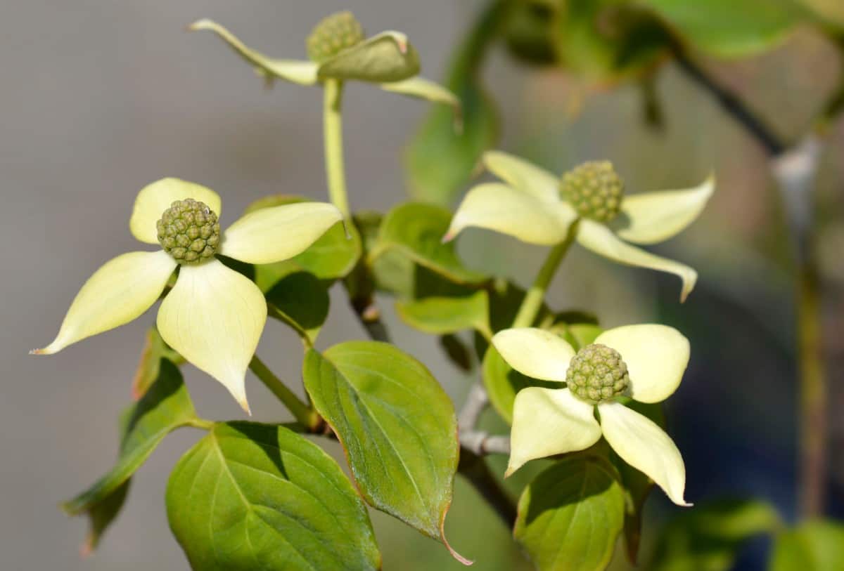 Kousa dogwoods supply three season interest in the yard.