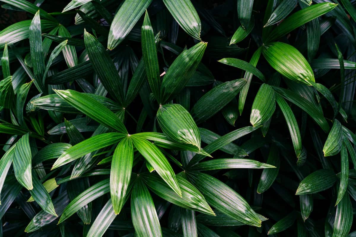 Lady palms are a type of fan palm suited for indoors.