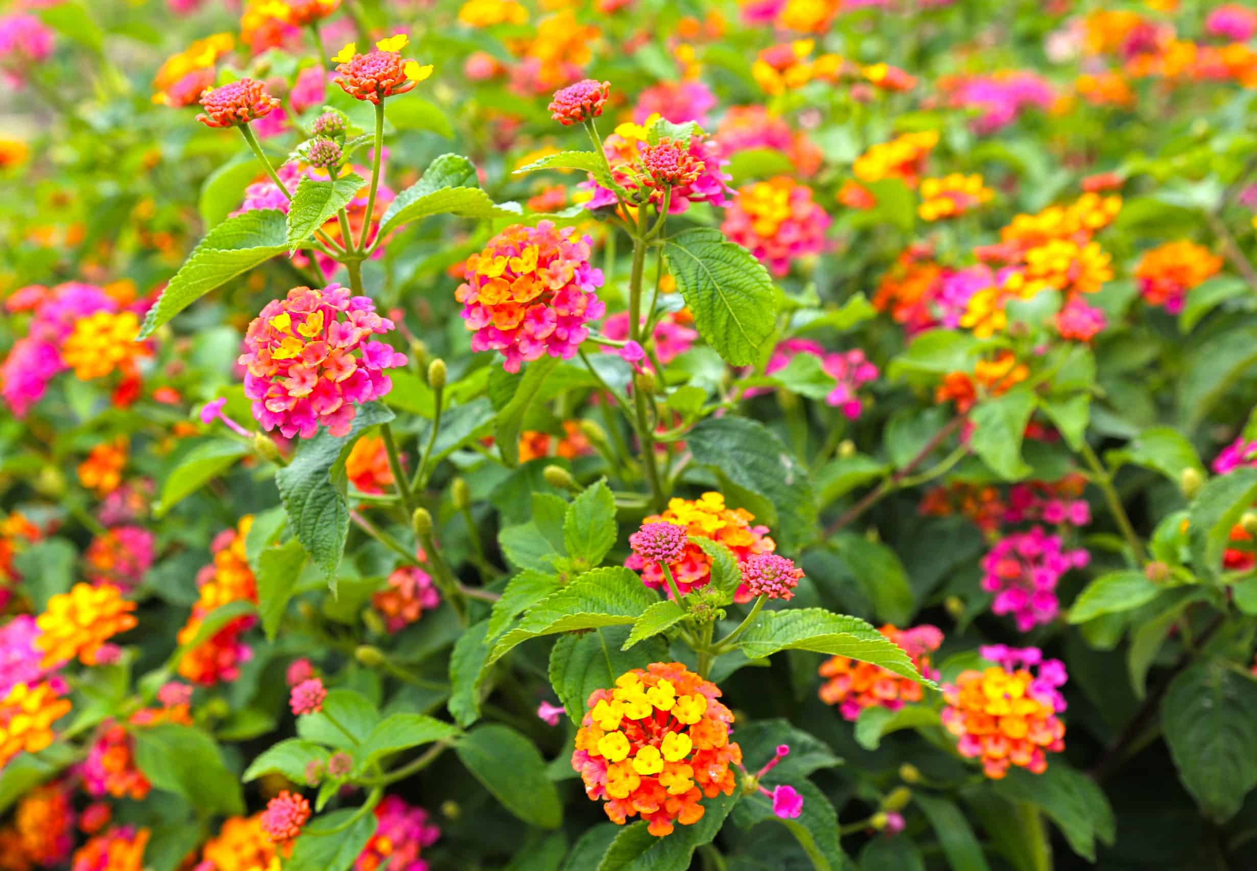 Plant lantana in full sun for it to thrive.