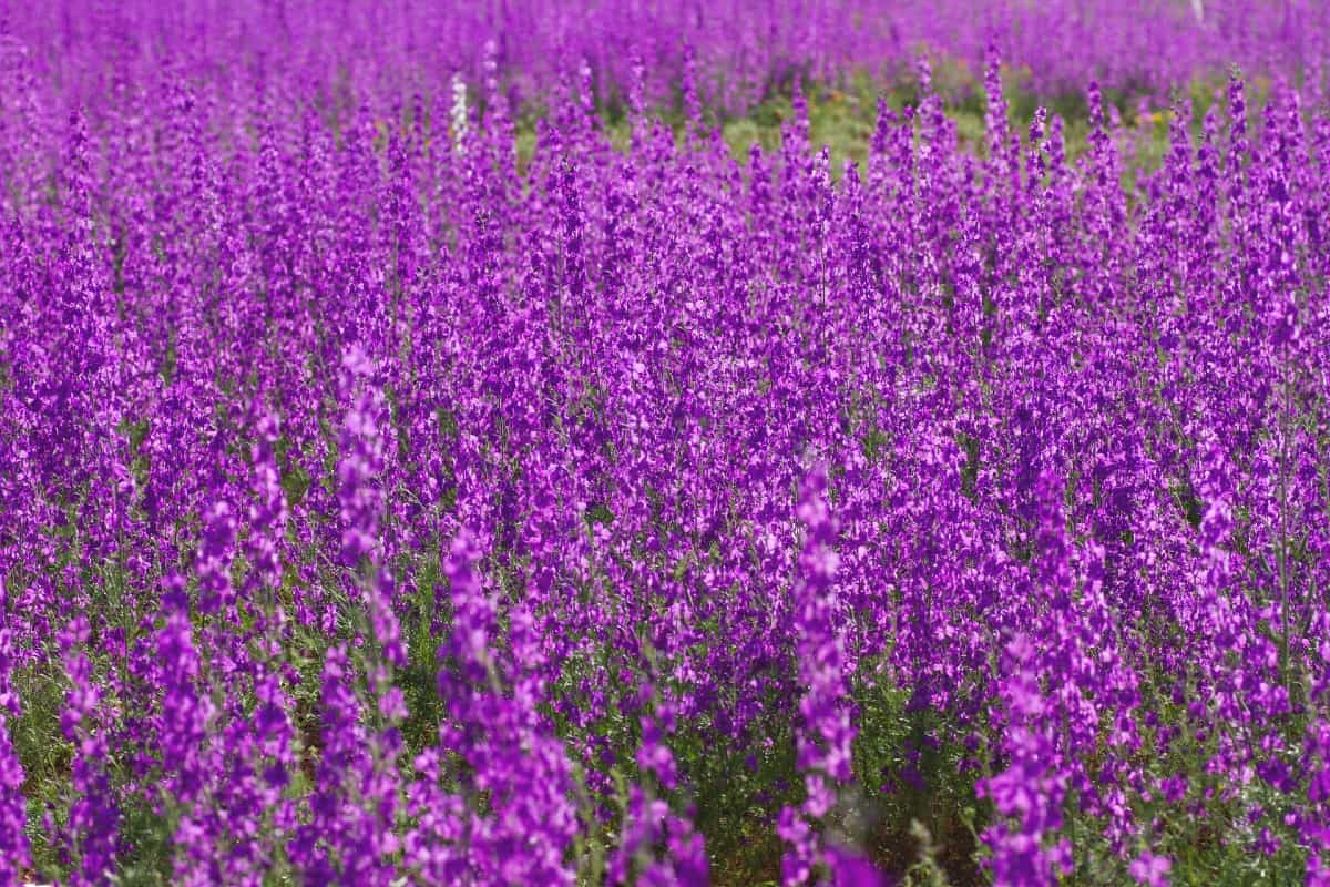 Larkspur looks a little like lavender when it's growing.