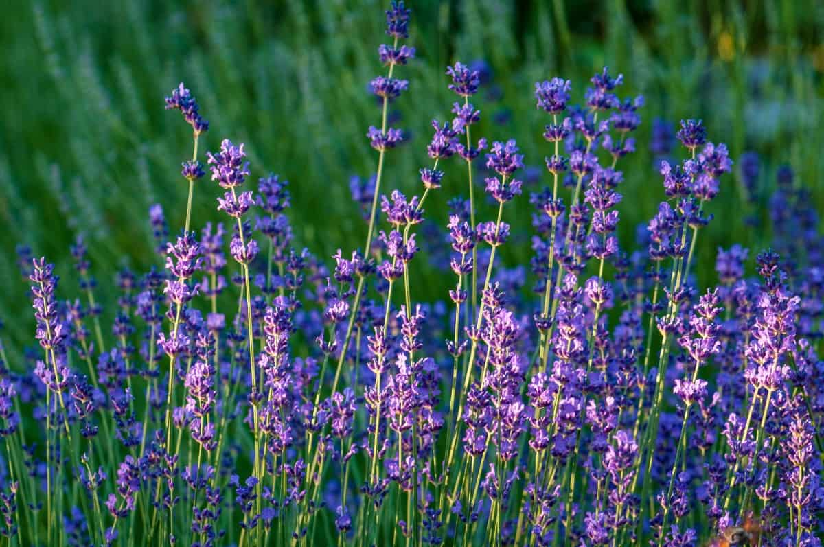 Lavender is a popular scent.