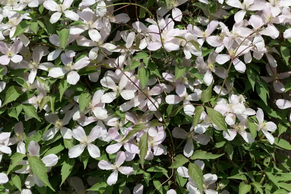 Leather flower is a climbing vine that smells of vanilla.