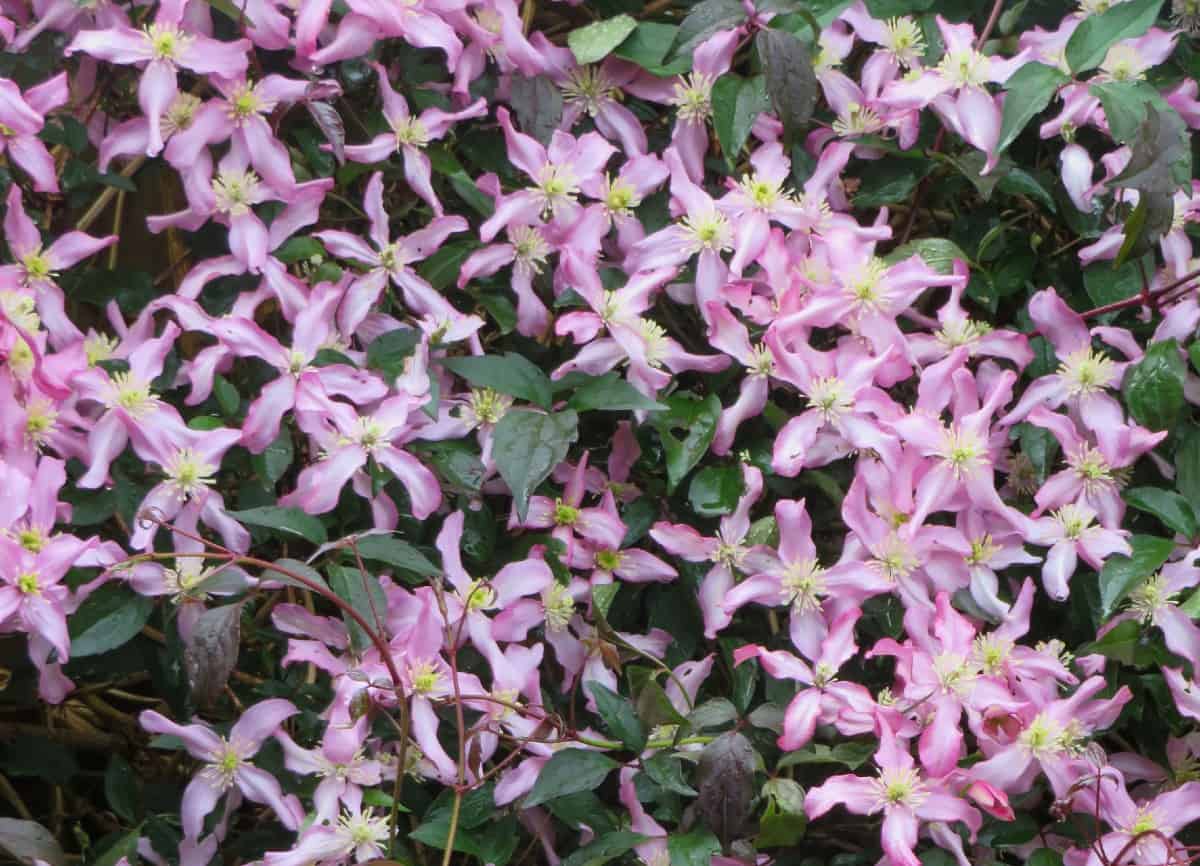 Leather flower vine is often better known as clematis.