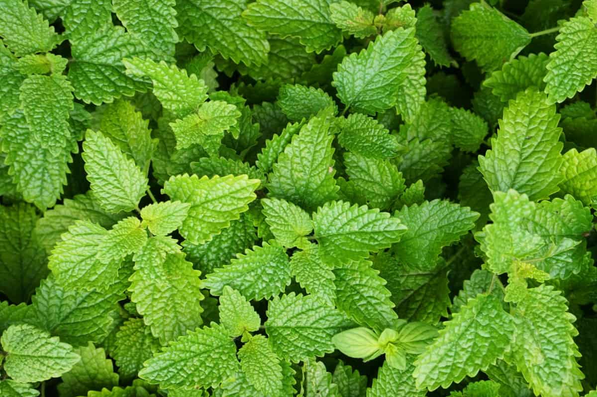 Lemon balm is a low maintenance herb.