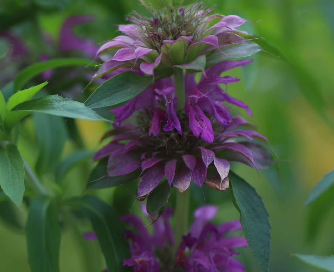 Lemon bee balm smells like lemons.